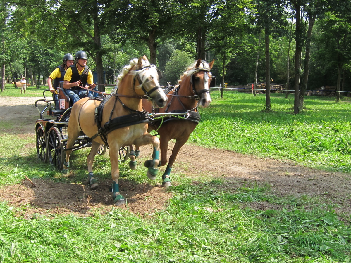 Eurošampionát Haflingů 099