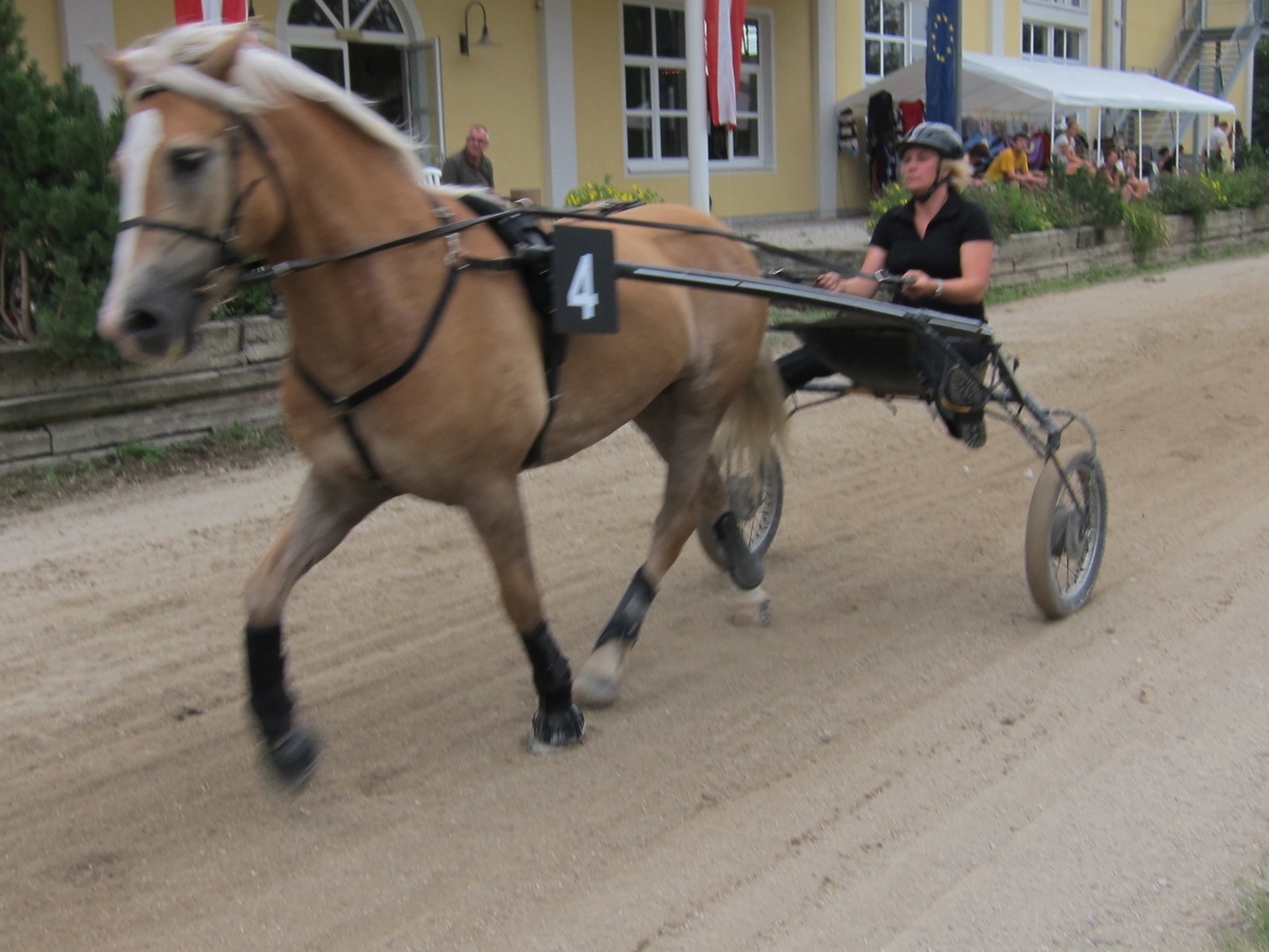 Eurošampionát Haflingů 236